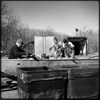 Unloading Asian Carp